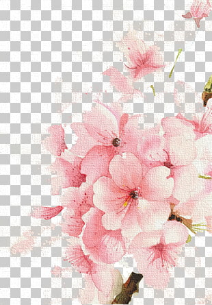 Cherry Blossom Flower Drawing