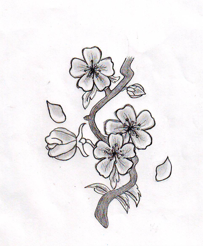 Cherry Blossom Flower Drawing At Paintingvalley Com Explore