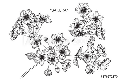 500x334 Cherry Blossom Flower Drawing - Cherry Blossom Flower Drawing