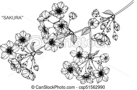 450x297 Cherry Blossom Flower Drawing And Sketch With Black And White - Cherry Blossom Flower Drawing