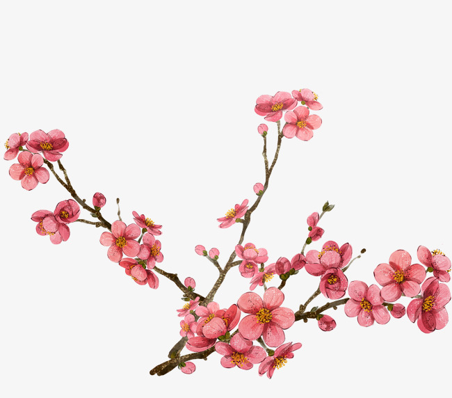 650x572 pink plum blossom design, pink, plum flower, drawing elements png - Cherry Blossom Flower Drawing