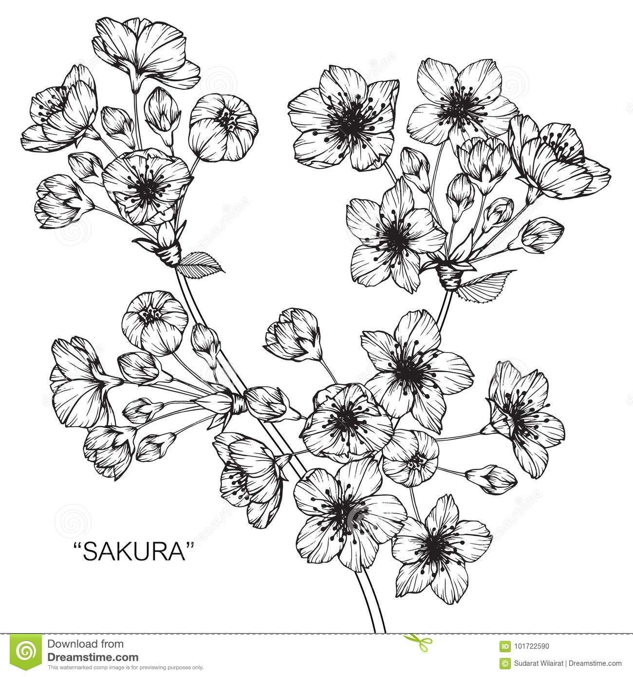 1300x1390 sakura flower sketch cherry blossom flower drawing and sketch - Cherry Blossom Flower Drawing