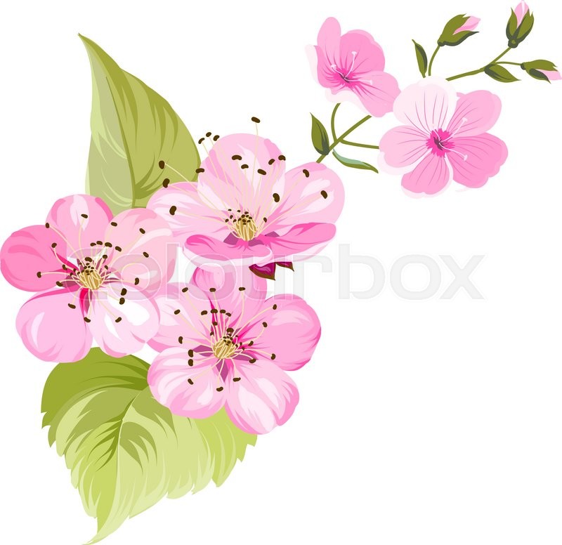 800x776 Sakura Japan Cherry Branch With Stock Vector Colourbox - Cherry Blossom Flower Drawing