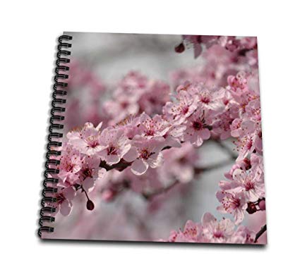 425x386 Db Pretty Cherry Blossom Flowers - Cherry Blossom Flower Drawing