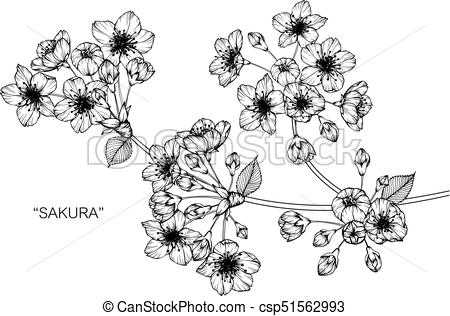 450x316 Cherry Blossom Flower Drawing And Sketch With Black And White - Cherry Blossom Line Drawing