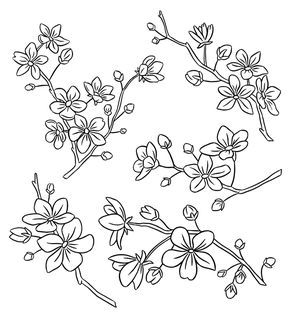 290x317 Cherry Blossoms Line Art Illustration - Cherry Blossom Line Drawing