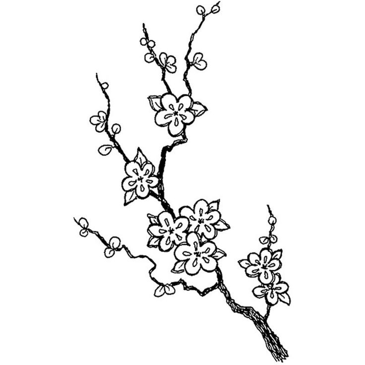 736x736 Sakura Lineart Branch For Free Download - Cherry Blossom Line Drawing