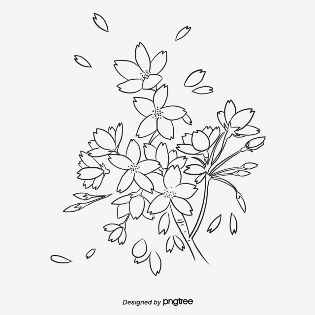 640x640 Flying Cherry Blossom Painting Composition Elements, Element - Cherry Blossom Line Drawing