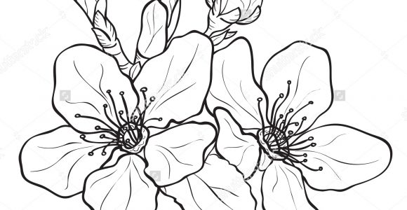 580x300 Huge Collection Of 'cherry Blossom Flower Drawing' Download More - Cherry Blossom Line Drawing