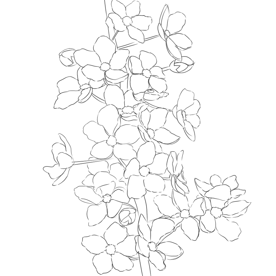 900x900 Cherry Blossom Line Art - Cherry Blossom Line Drawing