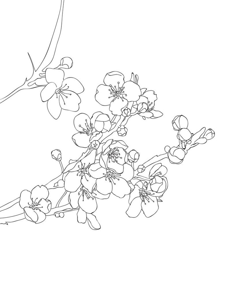 Cherry Blossom Line Drawing at PaintingValley.com | Explore collection ...