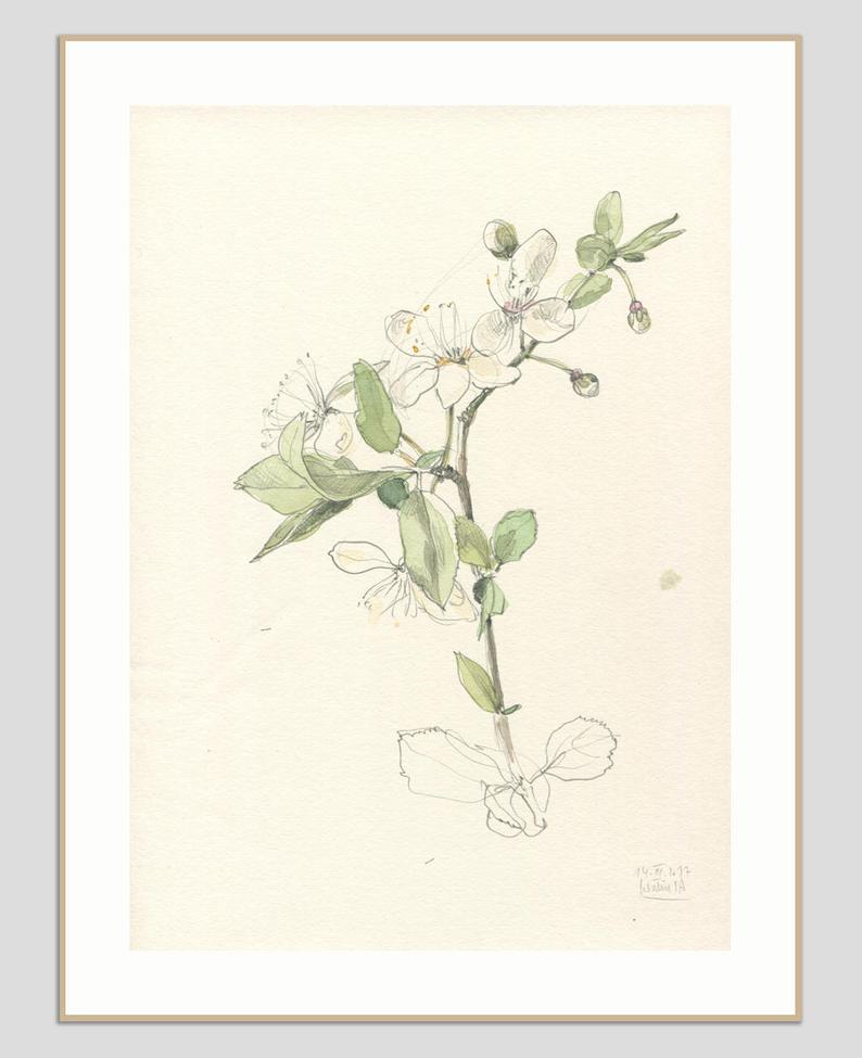 794x975 Cherry Blossom Drawing Original Watercolor And Pencil Drawing Etsy - Cherry Blossom Pencil Drawing