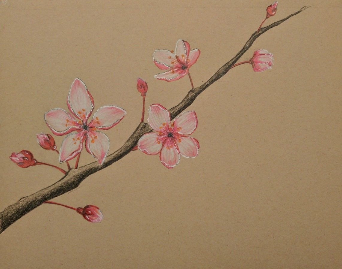 20 New For Pencil Cherry Blossom Drawing Easy