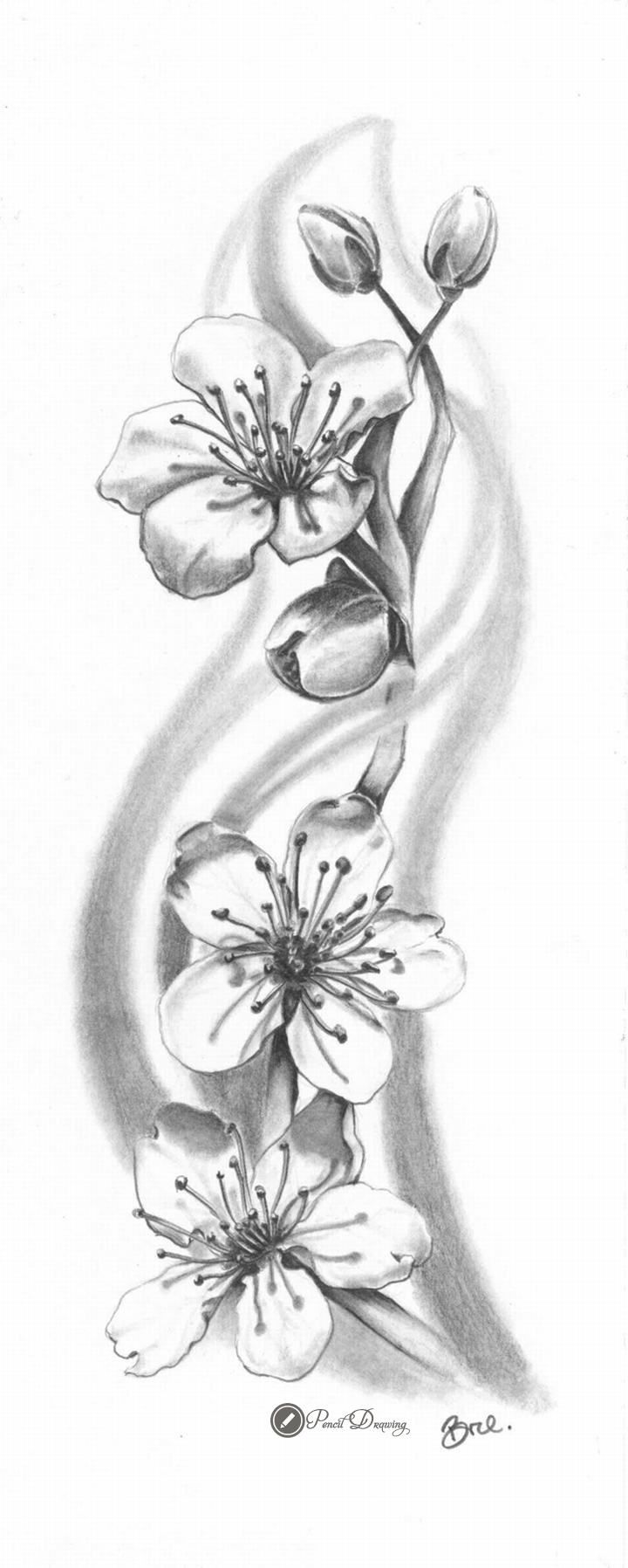 720x1796 Cherry Blossom Sakura Drawings With Pencil - Cherry Blossom Pencil Drawing