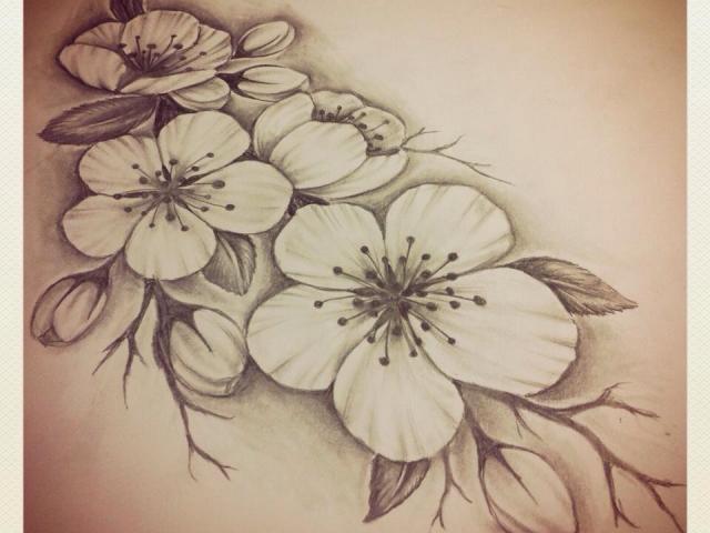 640x480 Drawn Cherry Blossom Pencil - Cherry Blossom Pencil Drawing