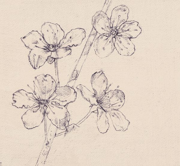 600x554 Elementedenartsearch Cherry Blossom Sketch - Cherry Blossom Pencil Drawing
