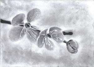 302x215 How To Sketch A Cherry Blossom, Step - Cherry Blossom Pencil Drawing