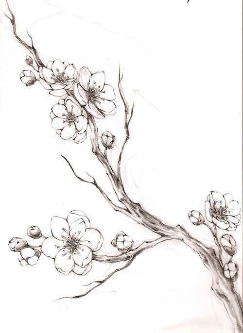 500x686 Pics For Gt Cherry Blossom Tree Drawing Tumblr Trees,trees - Cherry Blossom Pencil Drawing