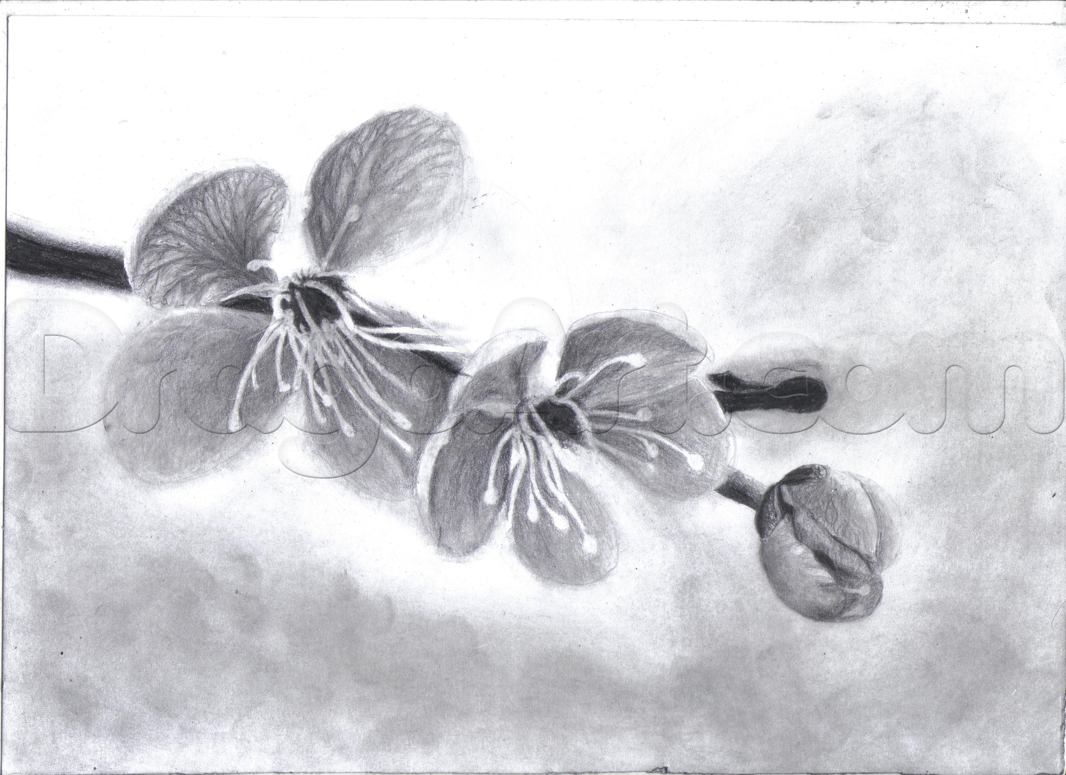 3510x2550 Cherry Blossom Sketch - Cherry Blossom Pencil Drawing