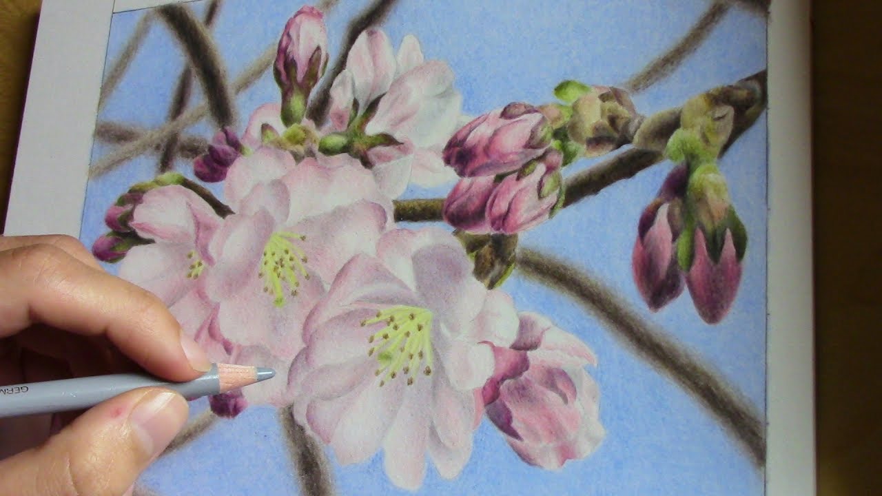 1280x720 Drawing Cherry Blossoms With Colored Pencils - Cherry Blossom Pencil Drawing