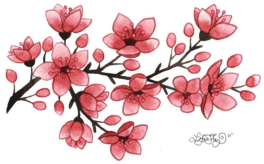 900x560 drawing of small cherry blossoms cherry blossom flower tattoo - Cherry Blossom Tattoo Drawing