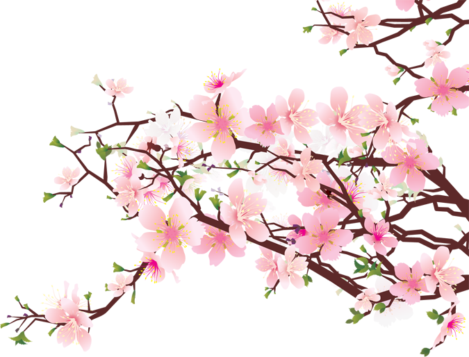 675x514 Cherry Blossom Tree Branch - Cherry Blossom Tree Branch Drawing