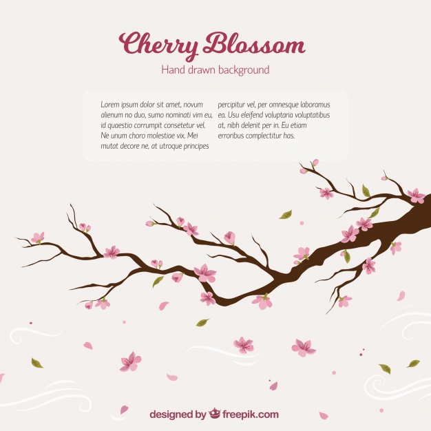 626x626 Cherry Tree Branch Background Vector Free Download - Cherry Blossom Tree Branch Drawing