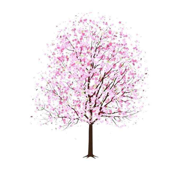 680x680 How To Draw Cherry Blossoms Together With Blossom Tree Cherry - Cherry Blossom Tree Branch Drawing