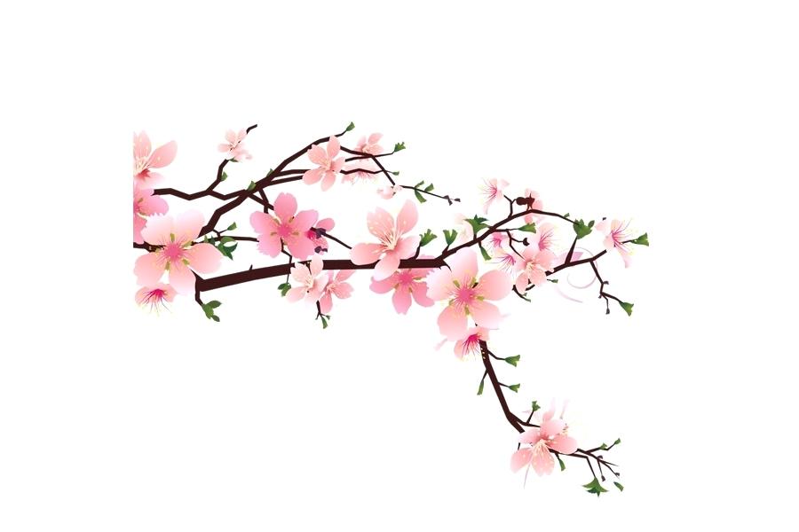 900x600 How To Draw Cherry Blossoms With Cherry Blossom To Make Cool How - Cherry Blossom Tree Branch Drawing