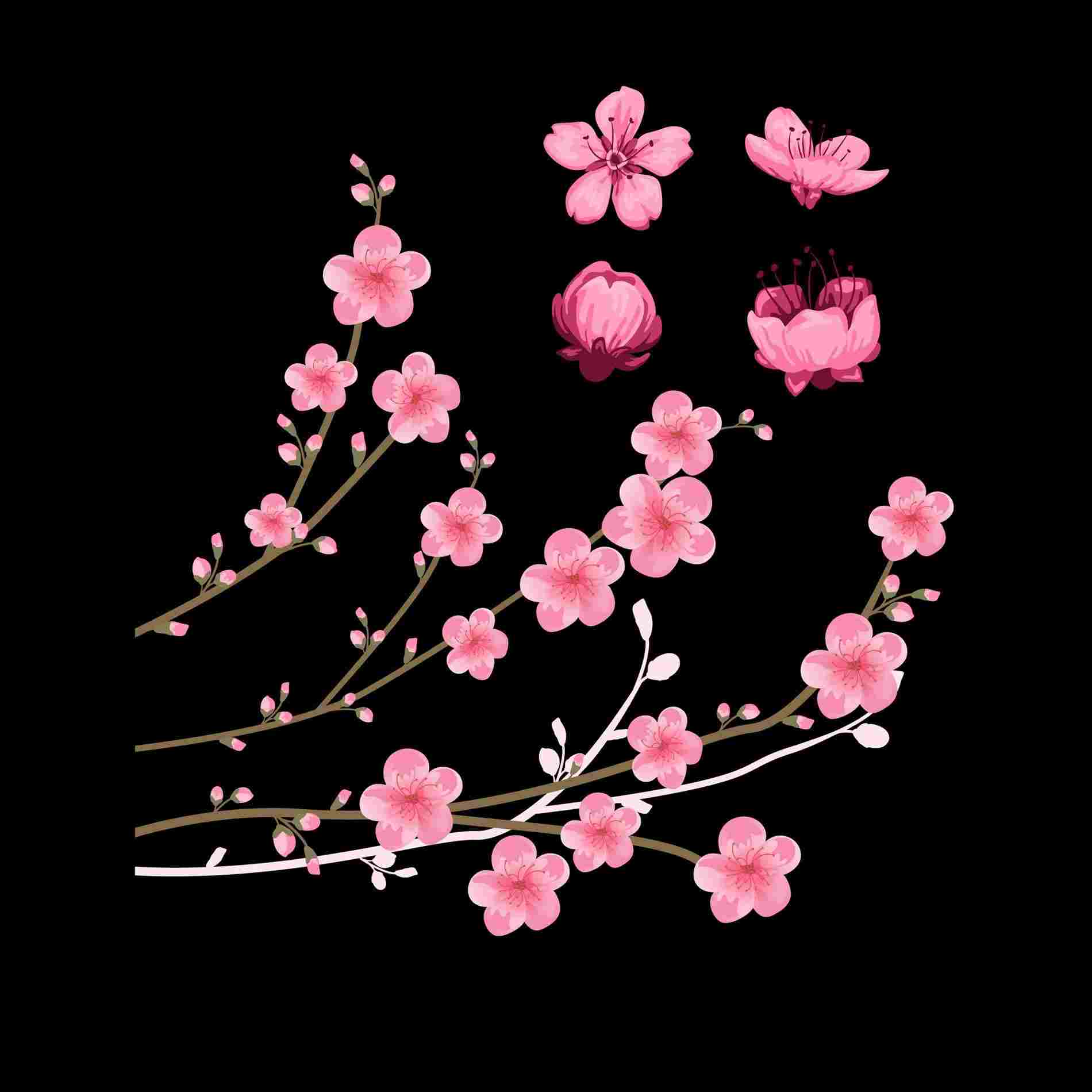 1900x1900 blossom flower branch drawing cherry blossom tree image - Cherry Blossom Tree Branch Drawing