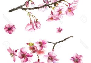 300x210 Cherry Blossom Branch Drawing Images For Gt Sakura Tree Branch - Cherry Blossom Tree Branch Drawing
