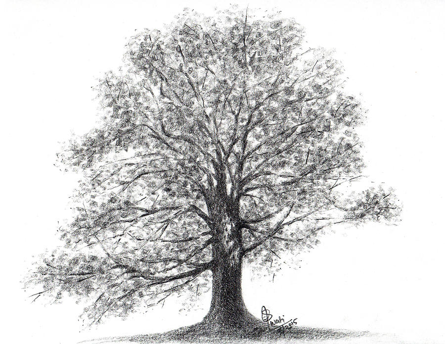 900x695 Cherry Blossom Tree Drawing - Cherry Blossom Tree Drawing