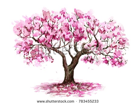 450x347 Stock Photo The Sakura Tree Hand Drawn Watercolor Sketch - Cherry Blossom Tree Drawing