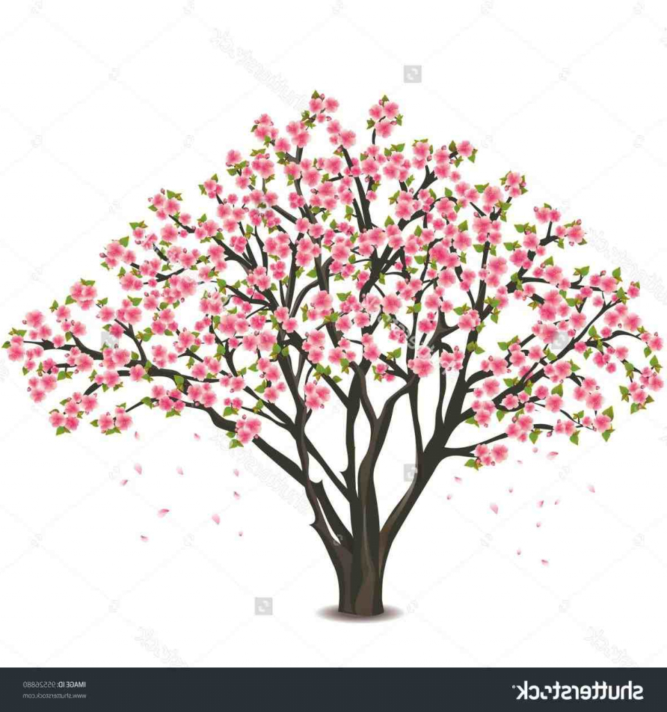 960x1024 How To Draw A Cherry Blossom Tree Sistem As Corpecol - Cherry Blossom Tree Drawing