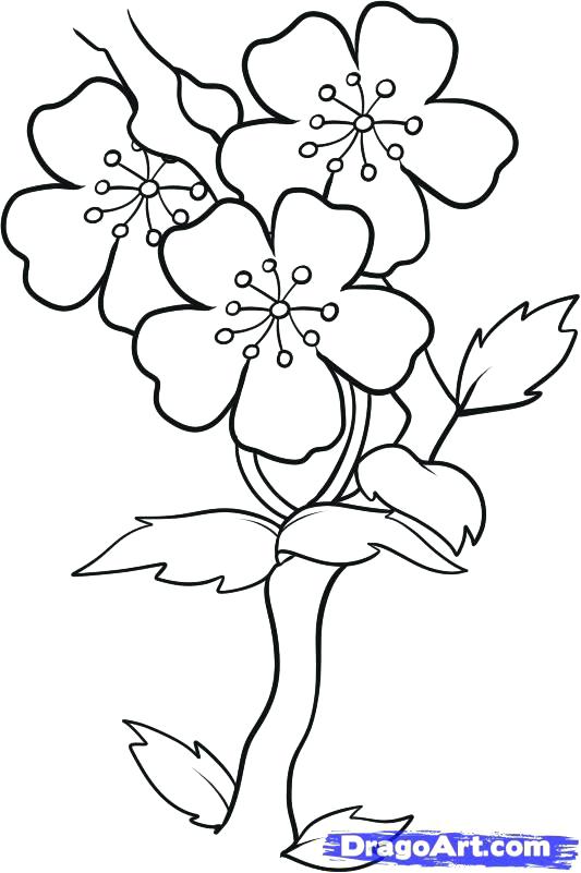 533x801 Cherry Blossom Draw Easy To Draw Cherry Blossoms How To Draw - Cherry Blossom Tree Drawing Easy