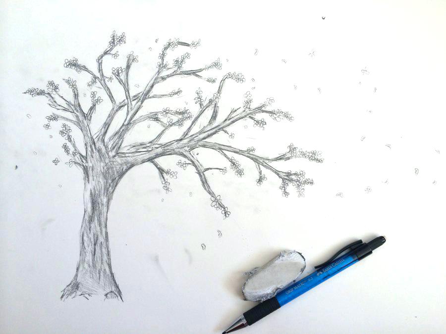 Cherry Blossom Tree Drawing Outline At Paintingvalley Com