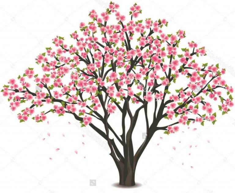 Cherry Blossom Tree Drawing Outline at PaintingValley.com | Explore ...