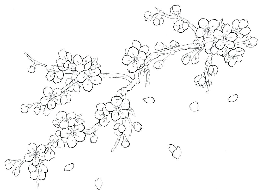 Cherry Blossom Tree Drawing Outline at PaintingValley.com | Explore ...