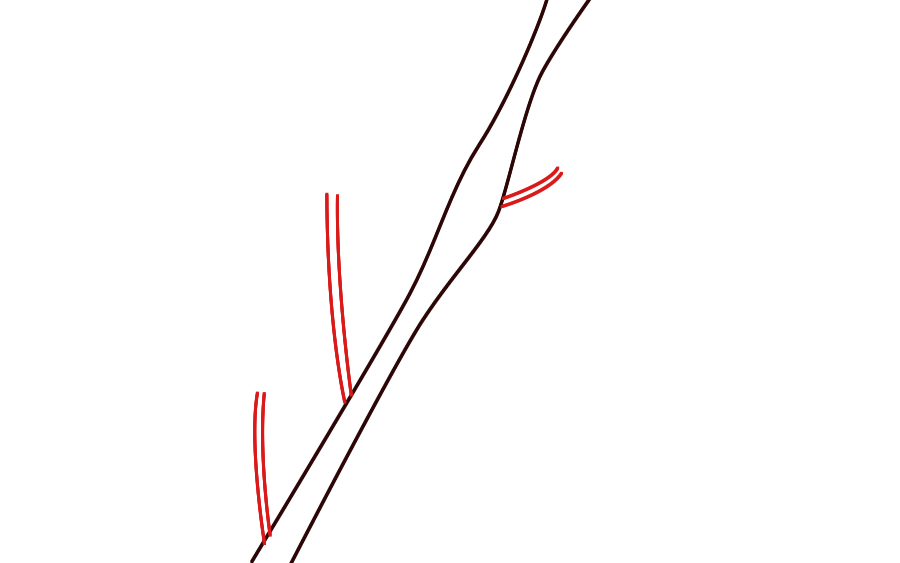 900x563 How To Draw Cherry Blossoms - Cherry Blossom Tree Drawing Step By Step