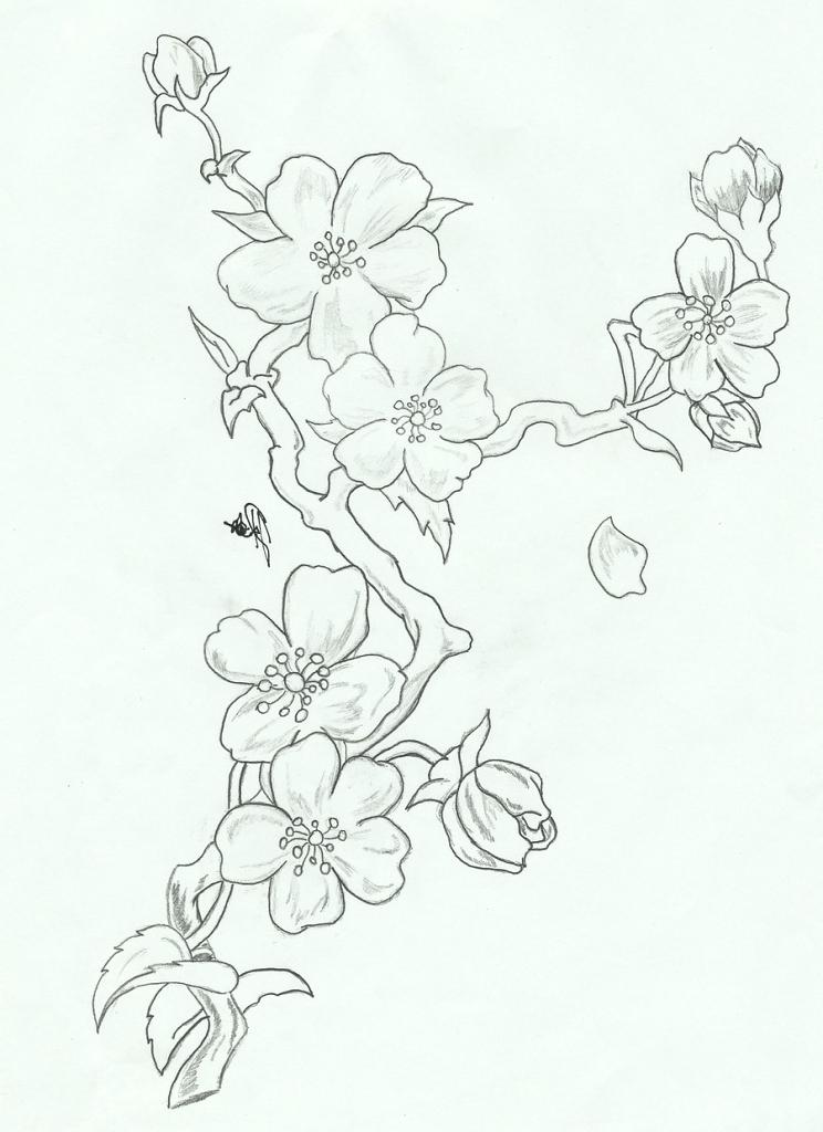 Cherry Blossom Tree Drawing Step By Step at