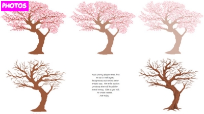 400x224 How To Draw Cherry Blossoms Tree Step - Cherry Blossom Tree Drawing Step By Step