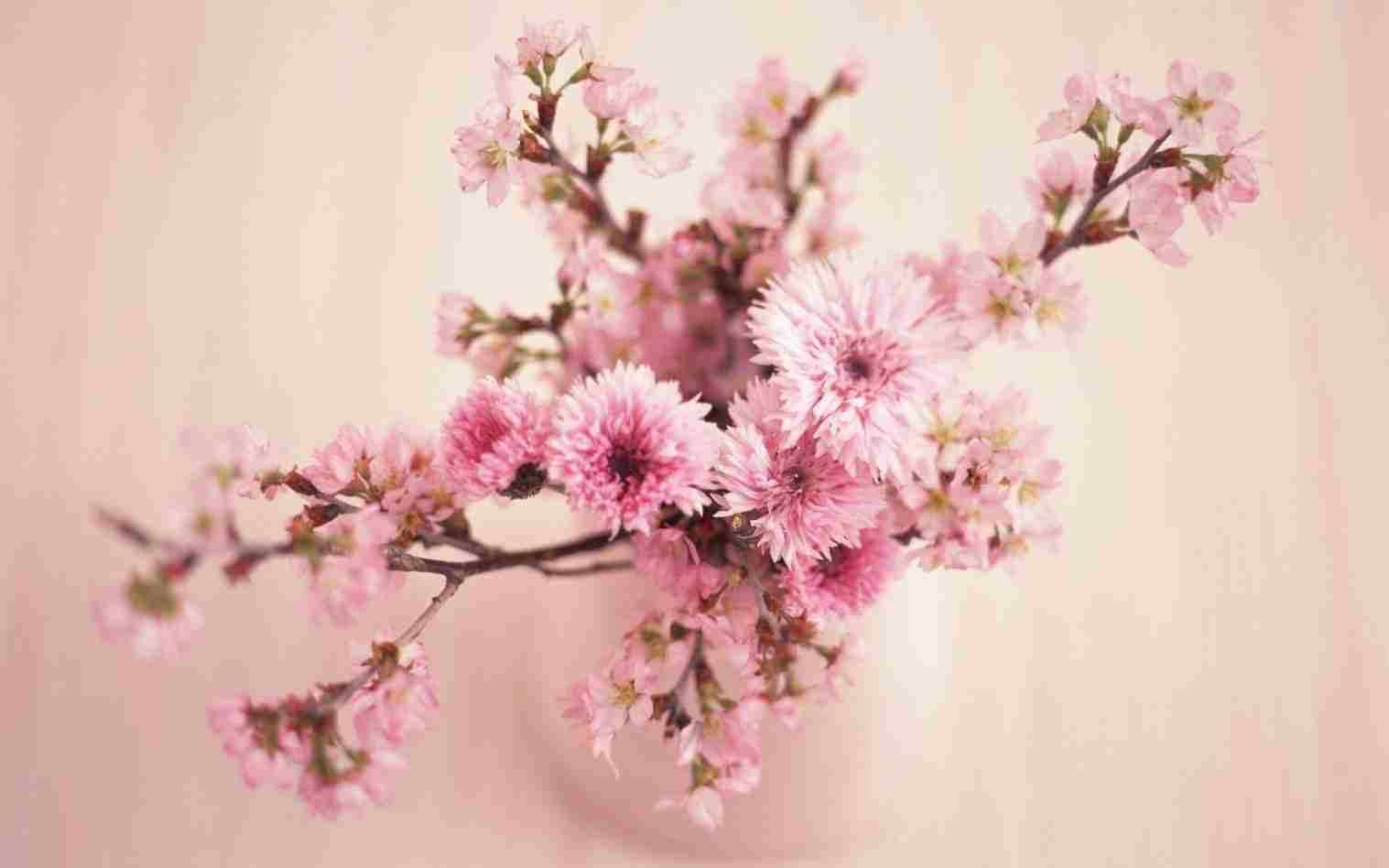 1517x948 Blossom Drawing Tumblr To Paint A Tree In Watercolor Splatter - Cherry Blossom Tree Drawing Tumblr