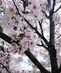 250x300 Sakura Tree Tumblr - Cherry Blossom Tree Drawing Tumblr