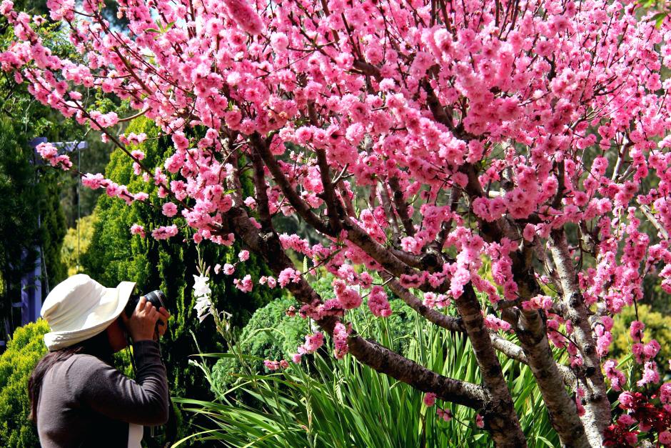 940x627 Where Can I Get A Cherry Blossom Tree A Woman Photographs A Cherry - Cherry Blossom Tree Drawing Tumblr