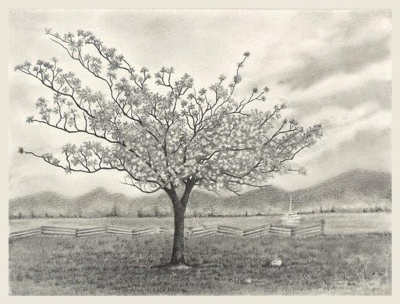 794x604 Cherry Blossom Tree Pencil Drawing Etsy - Cherry Blossom Tree Pencil Drawing