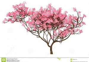 300x210 cherry blossom tree pencil sketch cherry blossom tree pencil - Cherry Blossom Tree Pencil Drawing