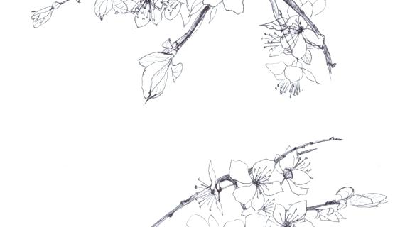 570x320 draw cherry blossom cherry blossom tree pencil drawing how to draw - Cherry Blossom Tree Pencil Drawing