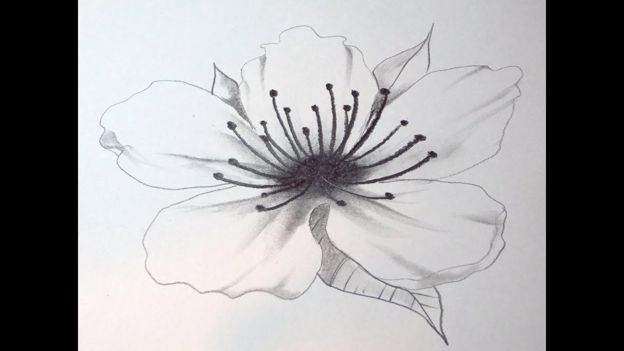 1280x720 How To Draw A Cherry Blossom - Cherry Blossom Tree Pencil Drawing