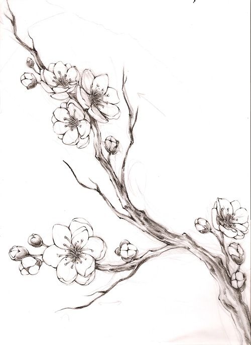 Cherry Blossom Tree Pencil Drawing at PaintingValley.com | Explore ...