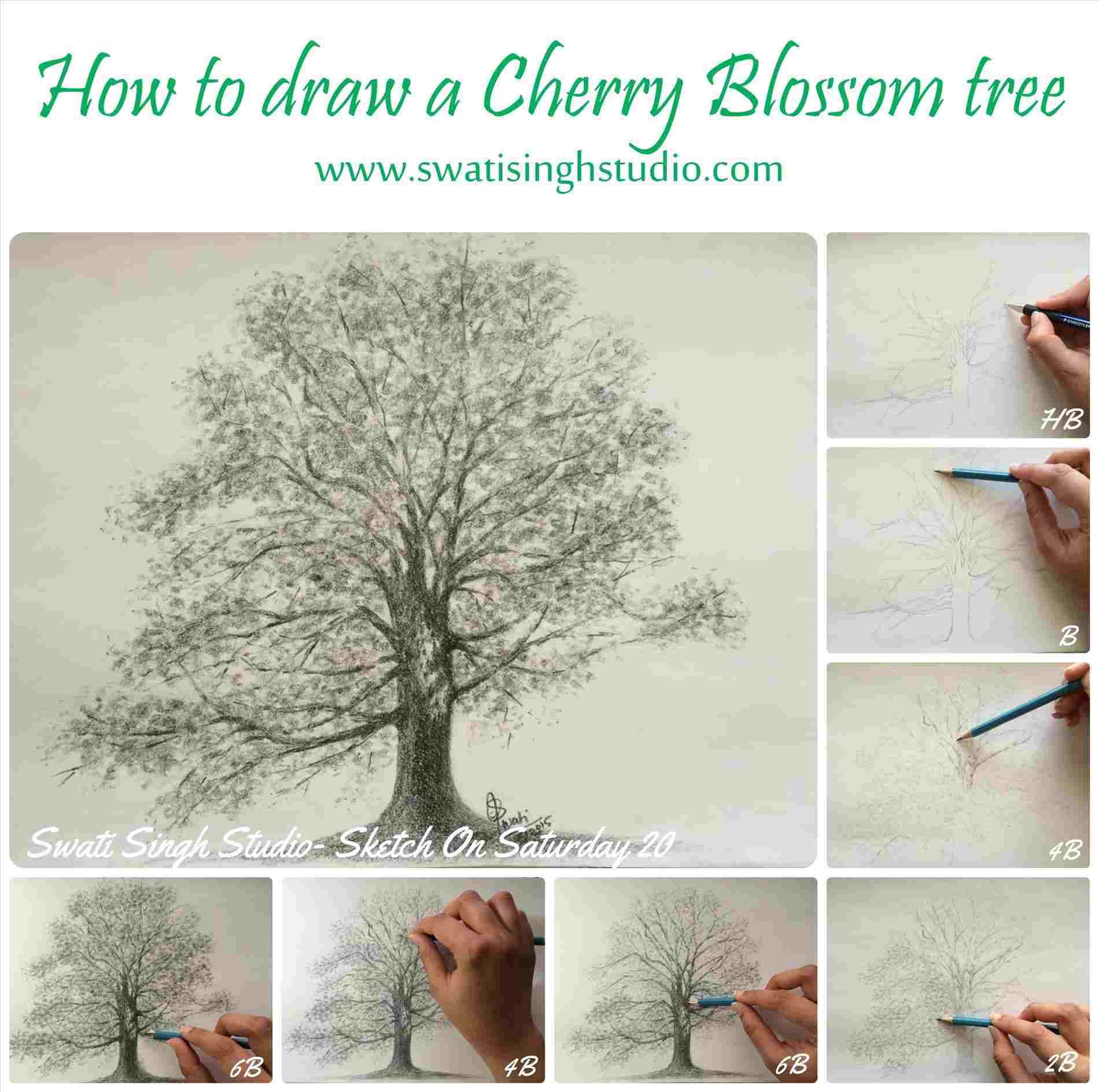 1900x1887 Pencil Drawing Of A Cherry Blossom Tree - Cherry Blossom Tree Pencil Drawing